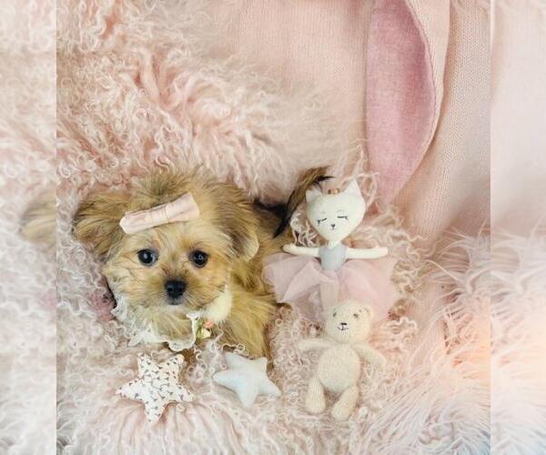 Medium Photo #15 Maltipoo Puppy For Sale in MIAMI BEACH, FL, USA