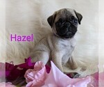 Small Photo #4 Pug Puppy For Sale in LEBANON, PA, USA