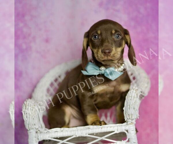 Medium Photo #6 Dachshund Puppy For Sale in WARSAW, IN, USA