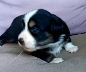 Miniature Australian Shepherd Puppy for sale in BLACKSBURG, SC, USA