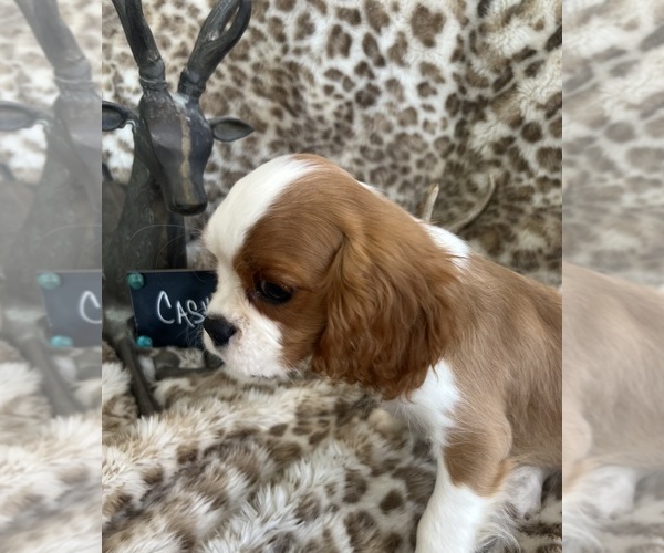 Medium Photo #3 Cavalier King Charles Spaniel Puppy For Sale in ABILENE, TX, USA