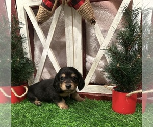 Dachshund Puppy for sale in JASPER, GA, USA