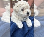 Puppy Peyton Maltipoo
