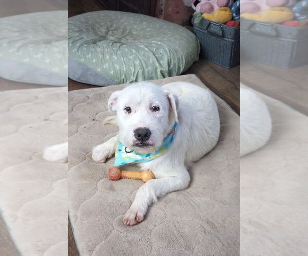 Medium Photo #2 Mutt Puppy For Sale in Gloversville, NY, USA