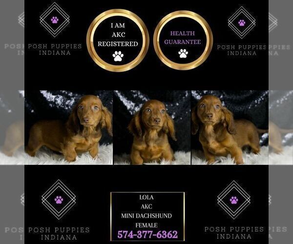 Medium Photo #2 Dachshund Puppy For Sale in WARSAW, IN, USA