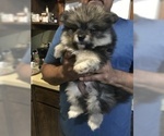 Small Photo #1 Pomsky Puppy For Sale in EAST HAVEN, CT, USA