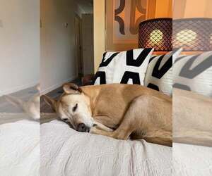 Helen (10yo, 53lbs) - Female Labrador Retriever-Unknown Mix Dog for Adoption - Photo #2