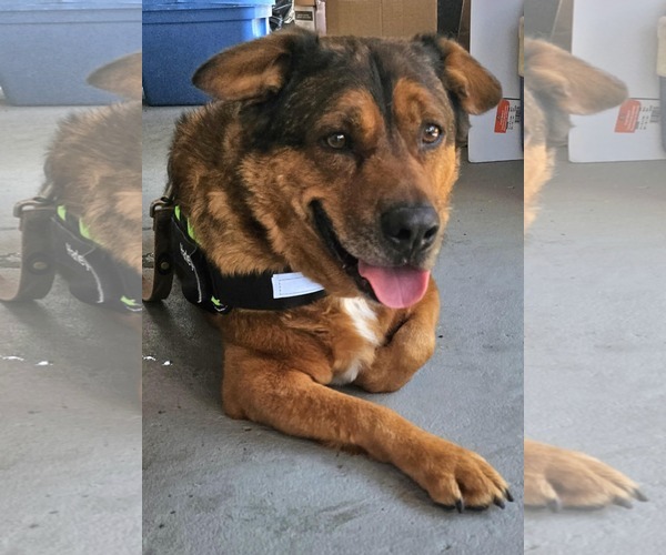 Medium Photo #4 American Staffordshire Terrier Puppy For Sale in Westminster, MD, USA