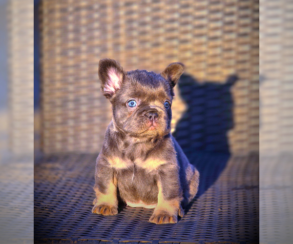 Medium Photo #23 French Bulldog Puppy For Sale in LOS ANGELES, CA, USA