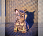 Small #22 French Bulldog