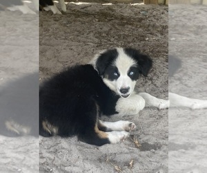 Australian Shepherd Puppy for Sale in ARCADIA, Florida USA