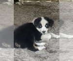 Small Photo #1 Australian Shepherd Puppy For Sale in ARCADIA, FL, USA