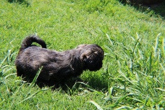 Lhasa Apso Puppy for sale in IGO, CA, USA
