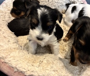 Yorkshire Terrier Puppy for sale in LIVINGSTON, LA, USA