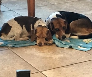 Father of the Beagle puppies born on 04/06/2019