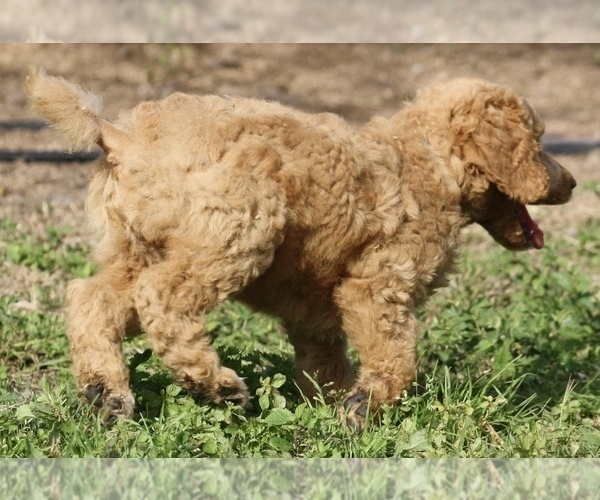 Medium Photo #43 Poodle (Standard) Puppy For Sale in GARWOOD, TX, USA