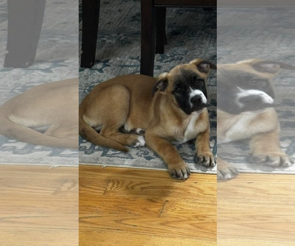 Medium Photo #4 Boxer-Unknown Mix Puppy For Sale in pomfret, CT, USA