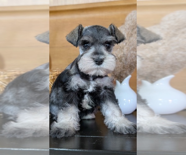 Medium Photo #3 Schnauzer (Miniature) Puppy For Sale in GOSHEN, IN, USA