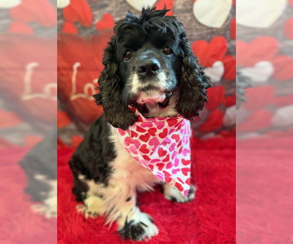 Medium Photo #6 Cocker Spaniel Puppy For Sale in Arlington, VA, USA