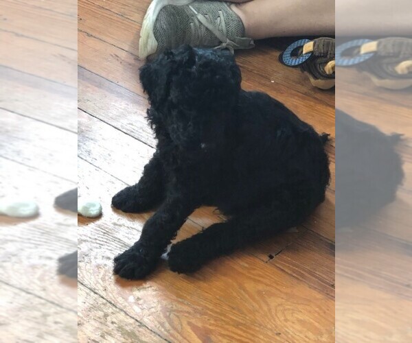 Medium Photo #6 Poodle (Standard) Puppy For Sale in PLANT CITY, FL, USA