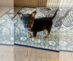 Small #2 German Shepherd Dog