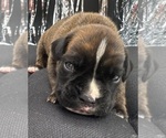 Small #7 Boxer