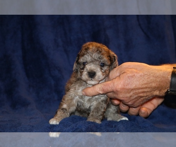 Medium Photo #1 Poodle (Toy) Puppy For Sale in DYERSBURG, TN, USA