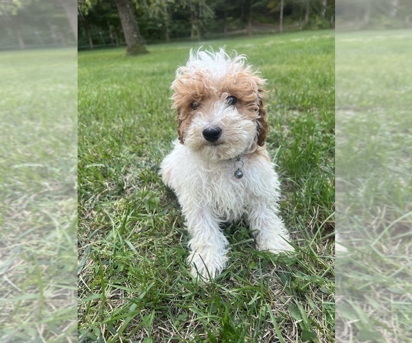 Medium Photo #41 Poodle (Miniature) Puppy For Sale in DURHAM, CT, USA