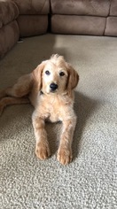 Labradoodle Puppy for sale in NEW LENOX, IL, USA