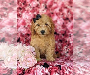 Goldendoodle (Miniature) Puppy for sale in OXFORD, PA, USA