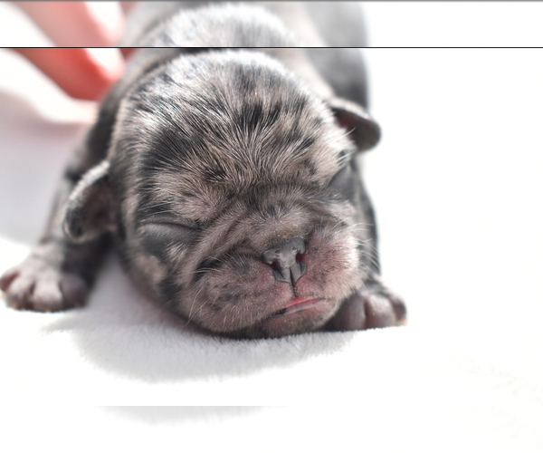 Medium Photo #3 Pug Puppy For Sale in PALM COAST, FL, USA