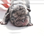 Small #2 Pug