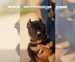 Small #1 American Bully