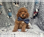 Small #2 Cavapoo