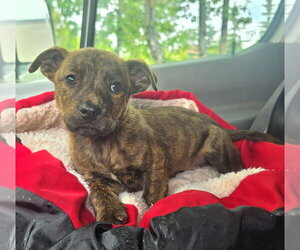 Boxer-Dachshund Mix Dogs for adoption in Anchorage, AK, USA