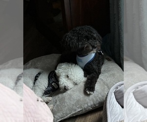 Pom-A-Poo Litter for sale in OWINGS, MD, USA