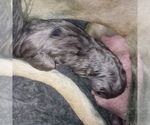 Small Photo #14 Great Dane Puppy For Sale in PIERSON, MI, USA