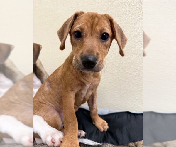 Medium Photo #3 Chiweenie Puppy For Sale in Jefferson, NJ, USA