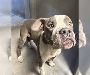 Mutt Dogs for adoption in San Bernardino, CA, USA