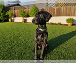Small #1 Labradoodle