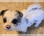 Small #1 YorkiePoo