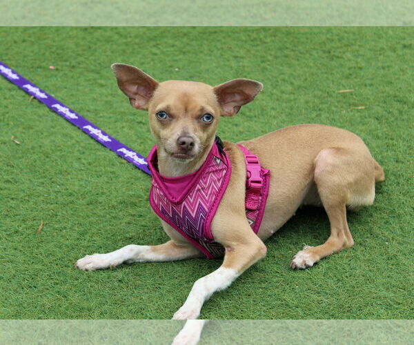 Medium Photo #3 Italian Greyhuahua Puppy For Sale in Imperial Beach, CA, USA