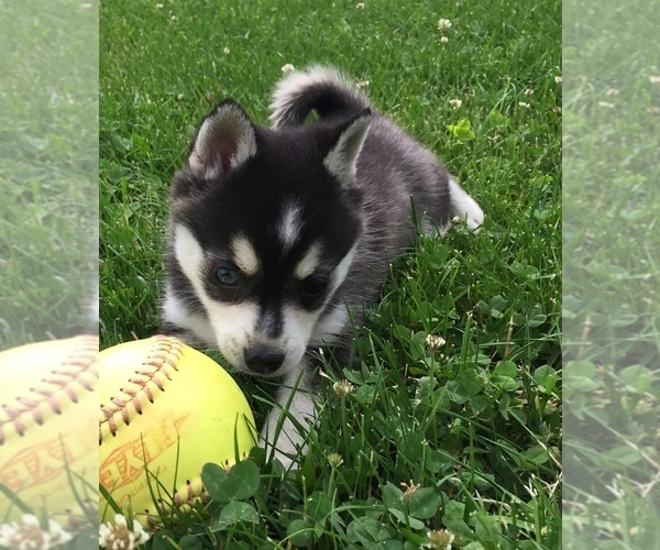 Medium Photo #10 Alaskan Klee Kai Puppy For Sale in WINCHESTER, OH, USA