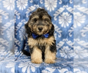 Bernedoodle-Miniature Bernedoodle Mix Puppy for sale in KIRKWOOD, PA, USA