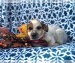 Small Photo #3 Australian Cattle Dog-Jack Russell Terrier Mix Puppy For Sale in LAKELAND, FL, USA