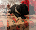 Small Photo #13 Aussiedoodle Puppy For Sale in SPARTA, MO, USA