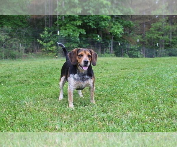 Medium Photo #1 Beagle Puppy For Sale in BLAIRSVILLE, GA, USA