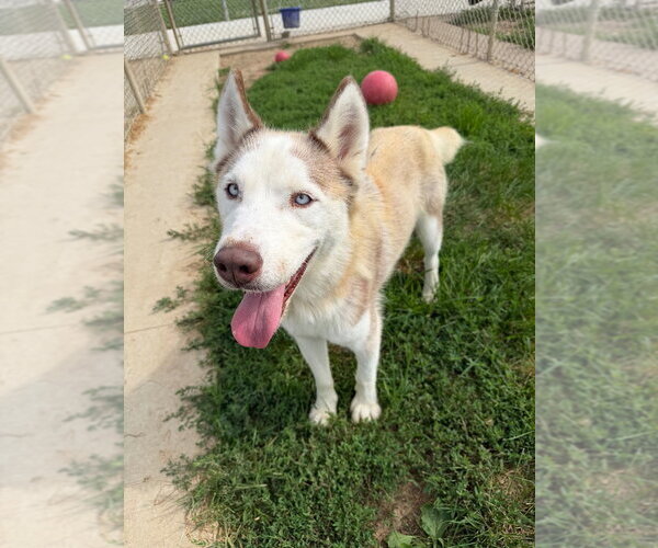 Medium Photo #7 Siberian Husky-Unknown Mix Puppy For Sale in Pierceton , IN, USA
