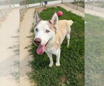 Small #6 Siberian Husky Mix
