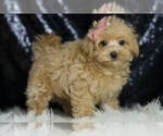 Small #2 Maltipoo